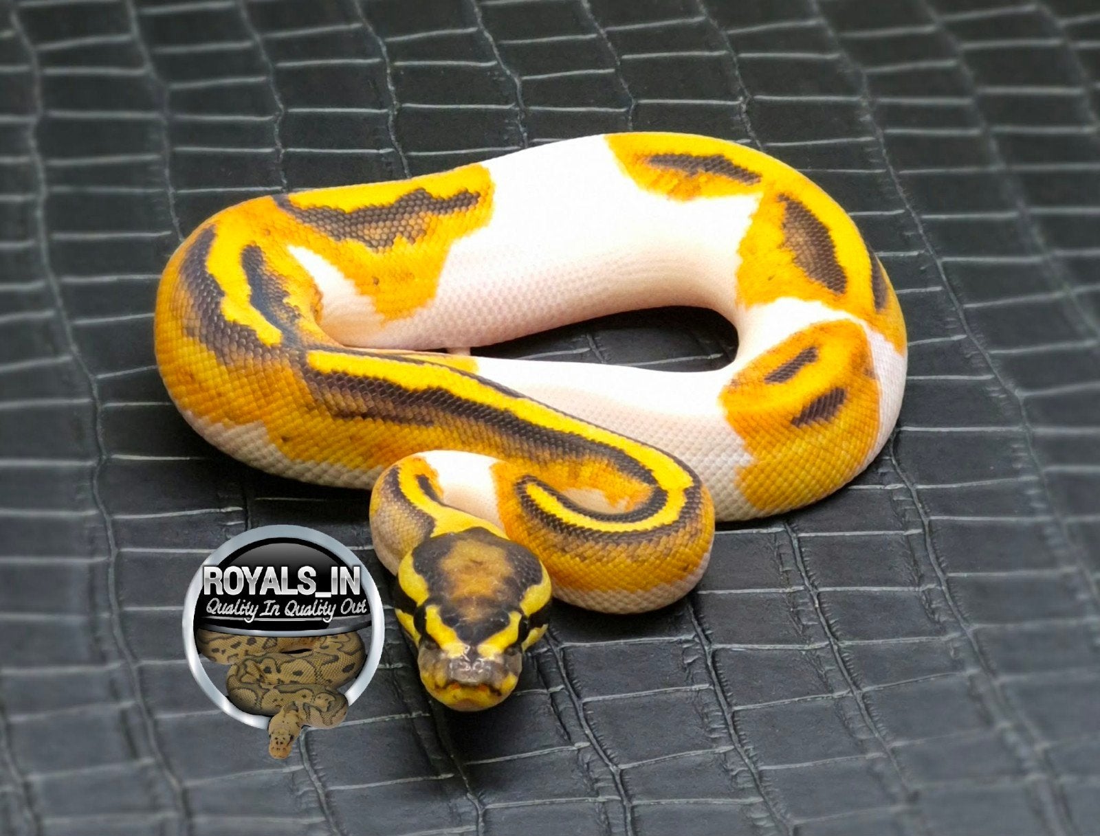 Python regius Ball Python - male for sale from ROYALS_IN