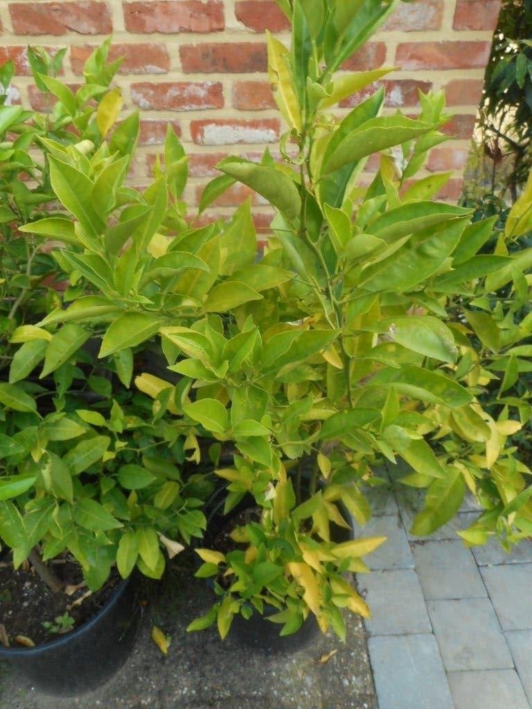 Plantes, Jardin & Terrasse, Printemps, Plein soleil, Enlèvement, Plantes fruitières