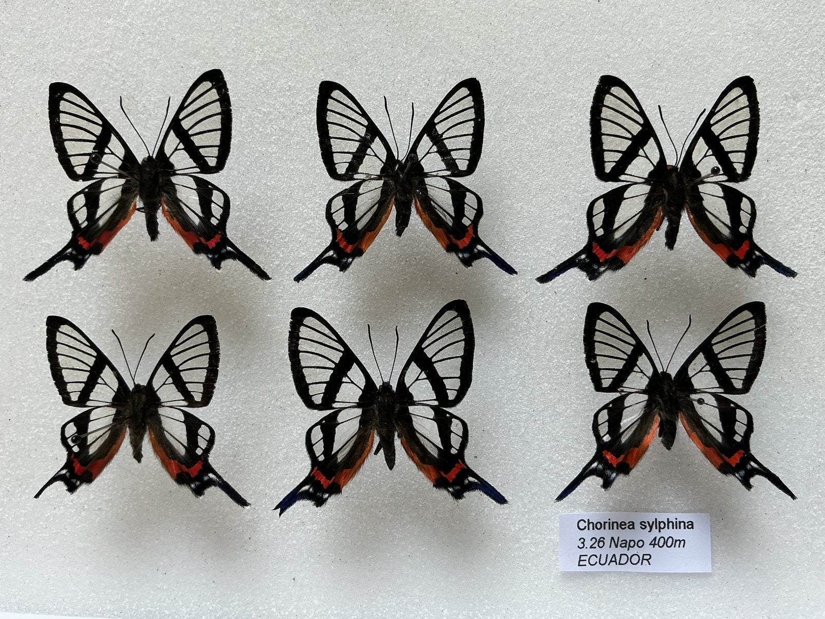 CHORINEA Vlinders, 9 € / exemplaar, Ophalen, Zo goed als nieuw