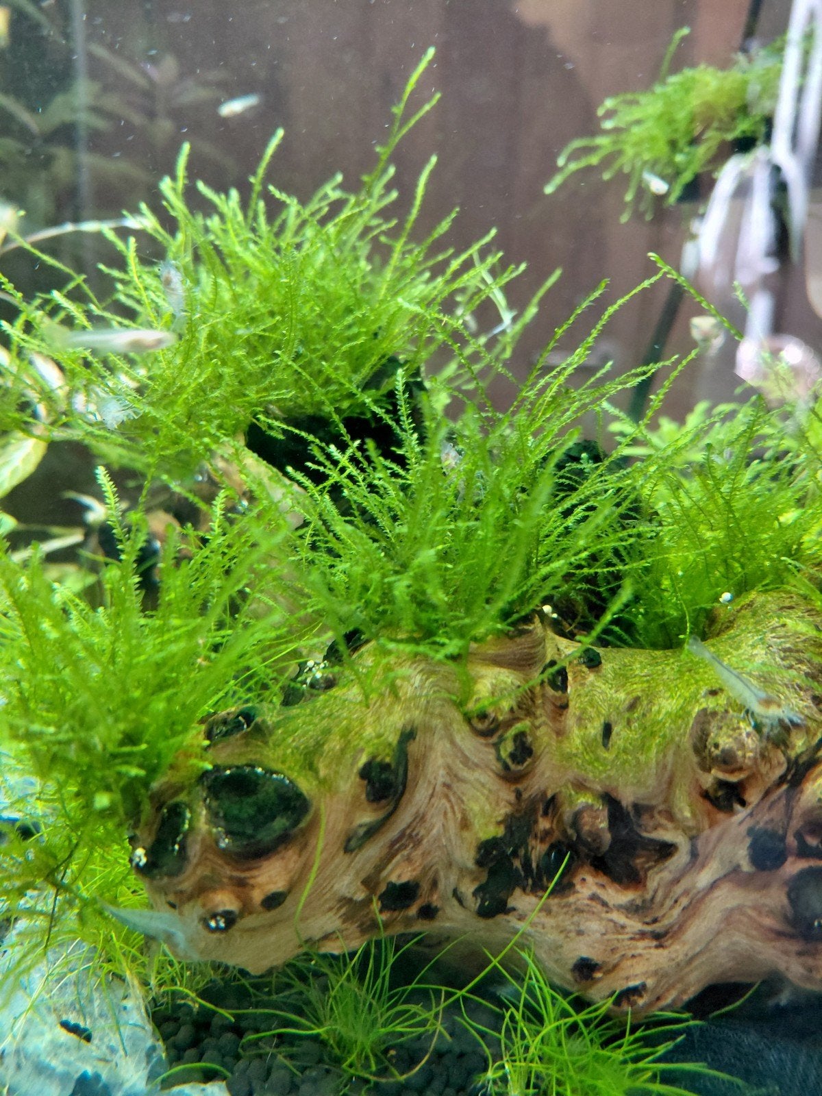 Pakket aquariumplanten, verschillende mossen en hout met mos, Ophalen of Verzenden