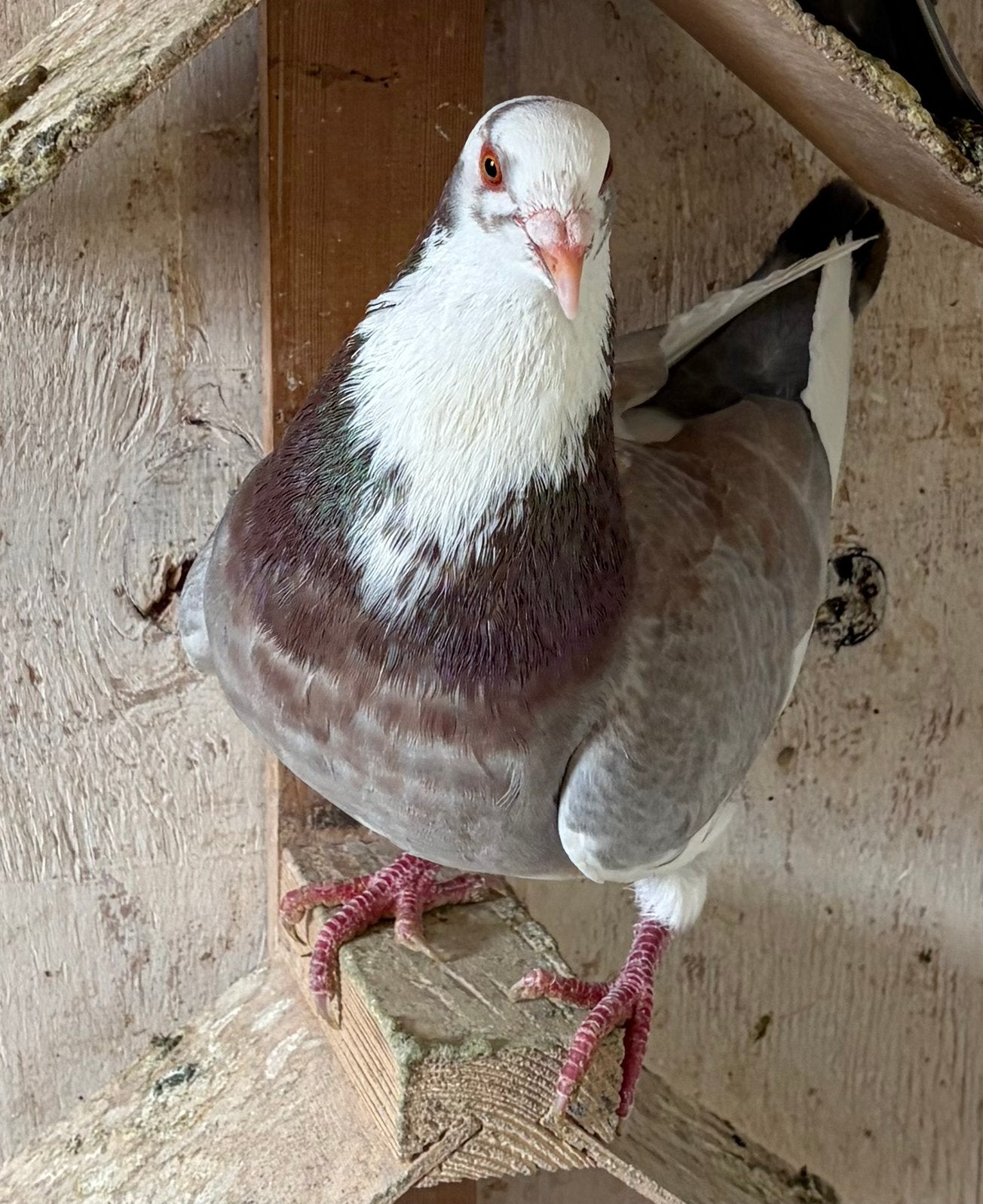 Sierduiven te koop, Animaux & Accessoires, Oiseaux | Pigeons