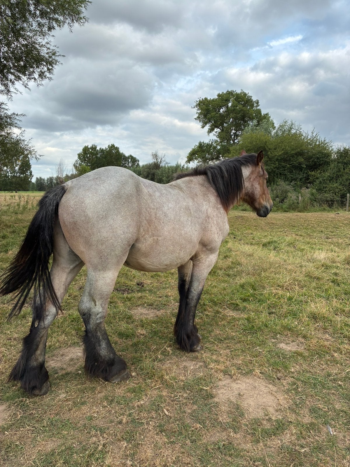 Braaf trekpaard, Dieren en Toebehoren, Paarden, Hengst