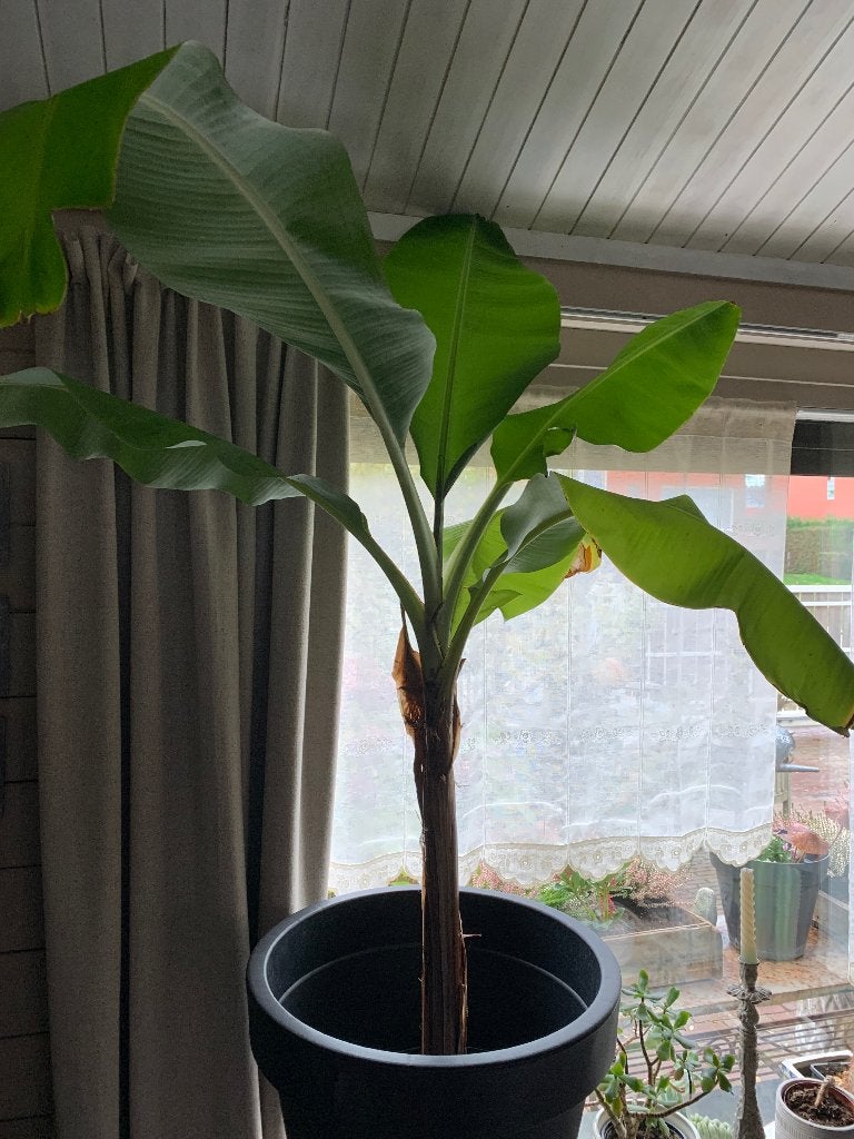 Bananenplanten niet winterhard, Ophalen, In pot, Volle zon