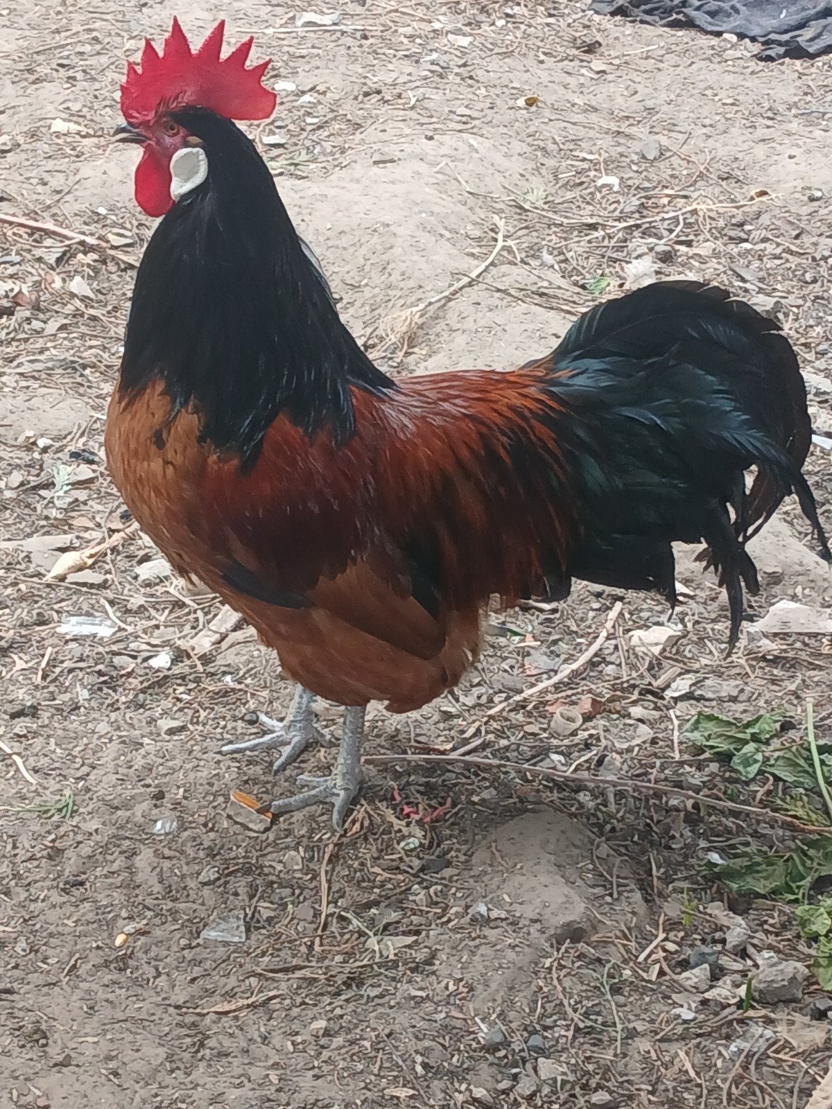 Te koop, Dieren en Toebehoren