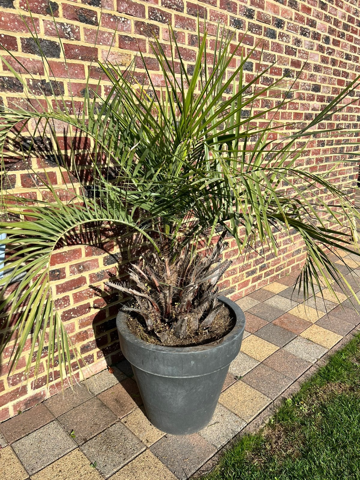 2 palmbomen, Ophalen, Vaste plant