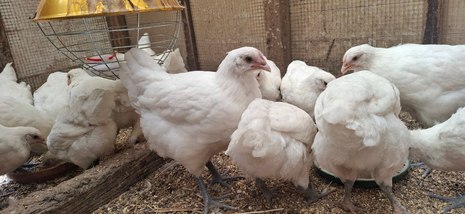 Poule De Bresse  , jonge hennen  , witte kleur  , raszuiver