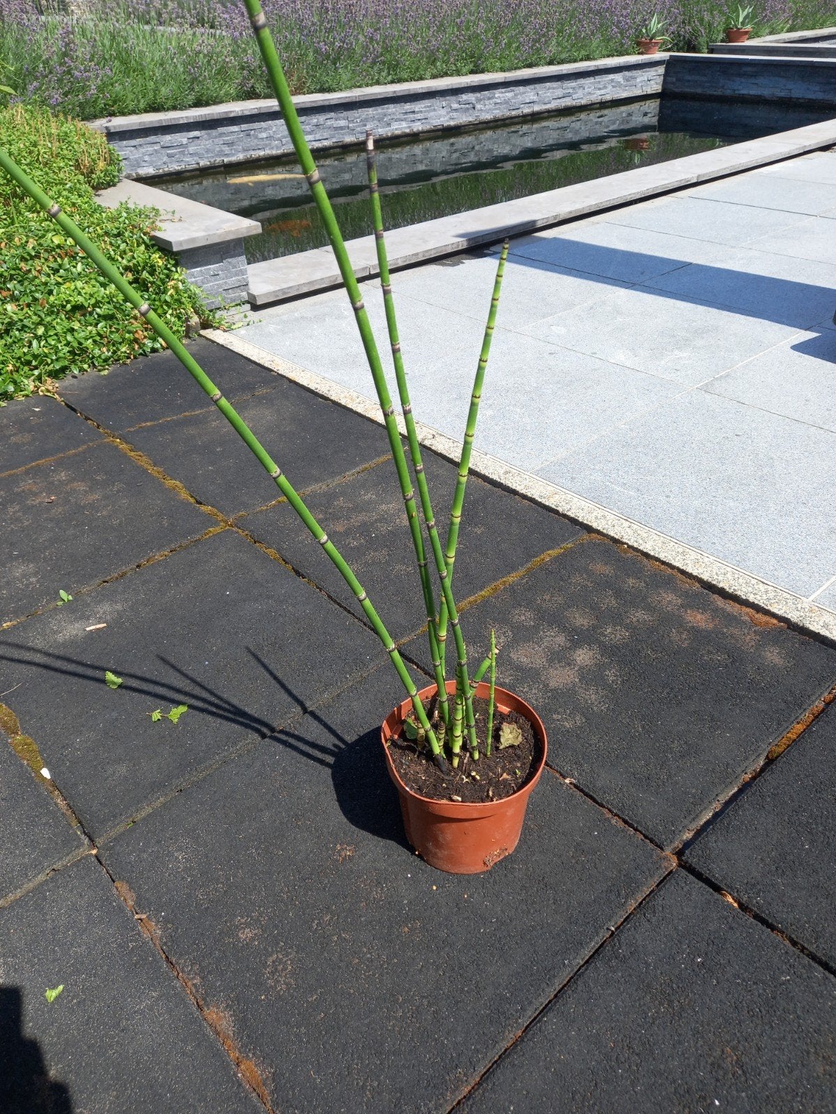 Japanse holpijp, Tuin en Terras, Ophalen