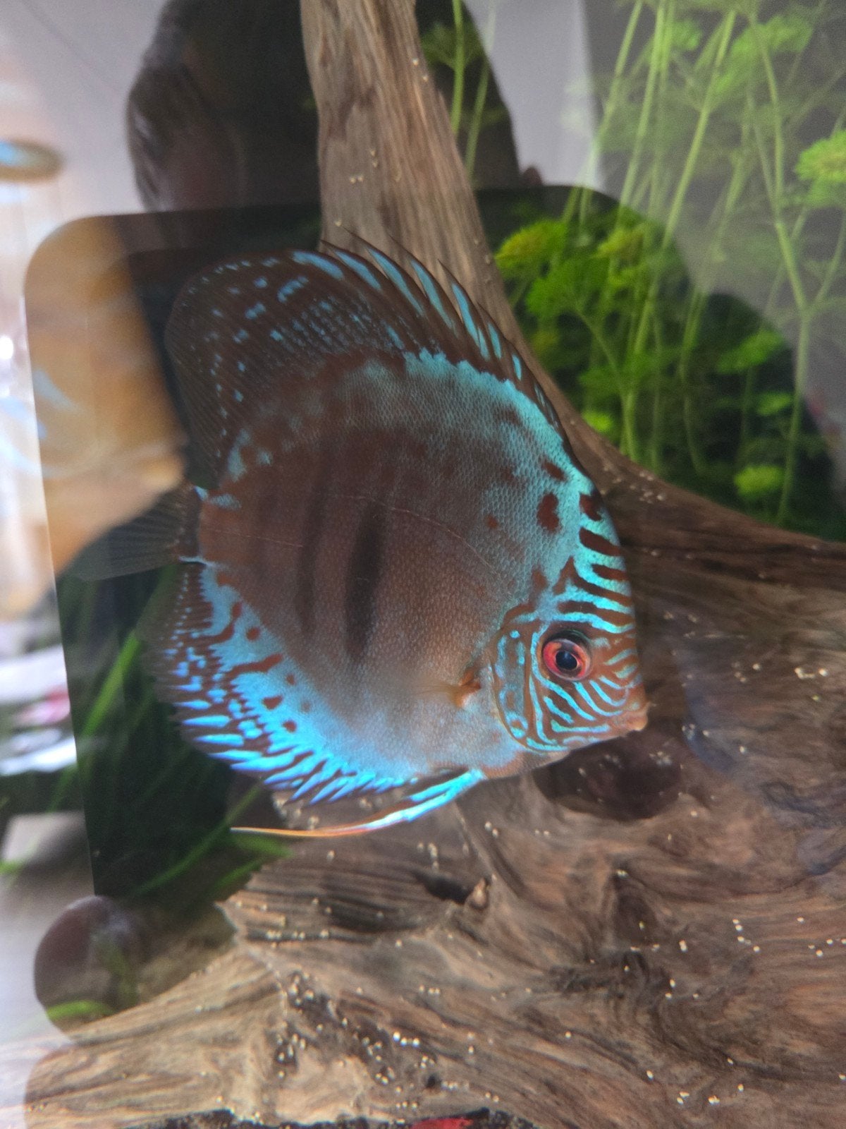 Discus vissen, Dieren en Toebehoren, Ophalen