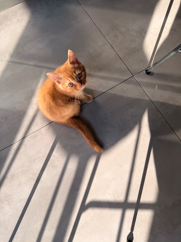 vendre – Magnifique British Shorthair mâle, Chat, Avec pedigree, 0 à 2 ans