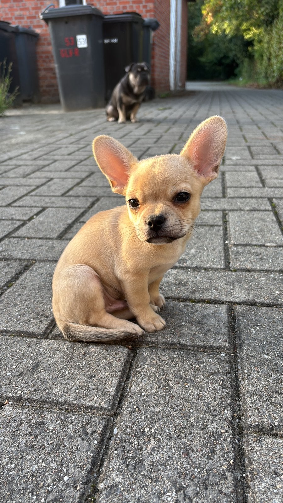 Pup chihuahua x franse bulldog, Dieren en Toebehoren, België, Particulier, Reu, Eén hond