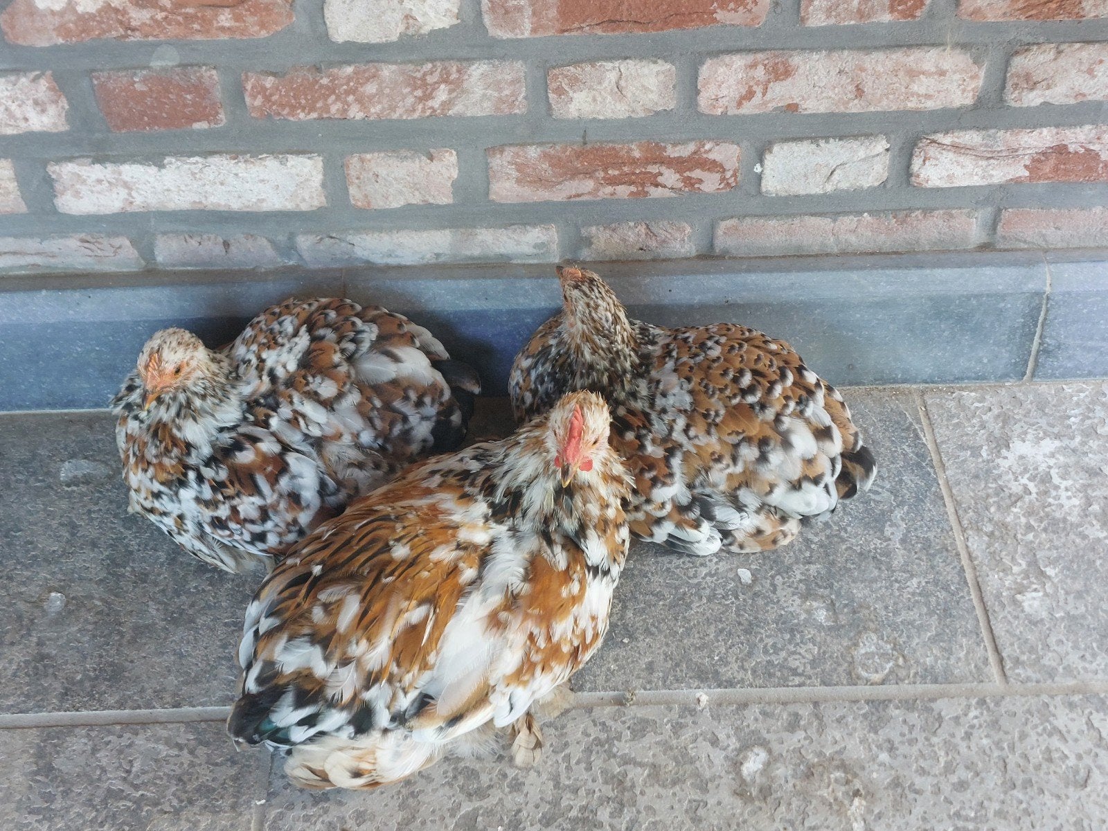 Trio de poulets cochin bantam