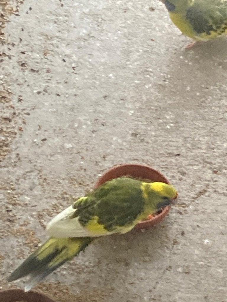 Perruches, Plusieurs animaux, Perruche, Bagué