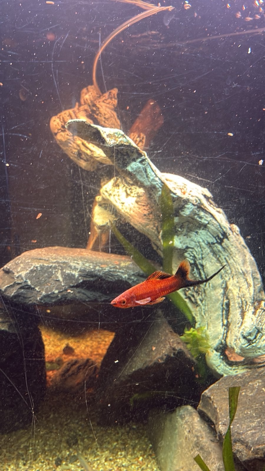 Mollys zwaarddrager en paar rasboras, Poisson, Poisson d'eau douce, Banc de poissons