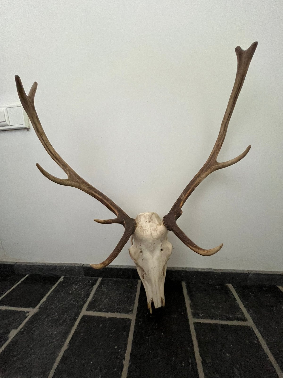 Bois de cerf, Enlèvement, Comme neuf, Cerf