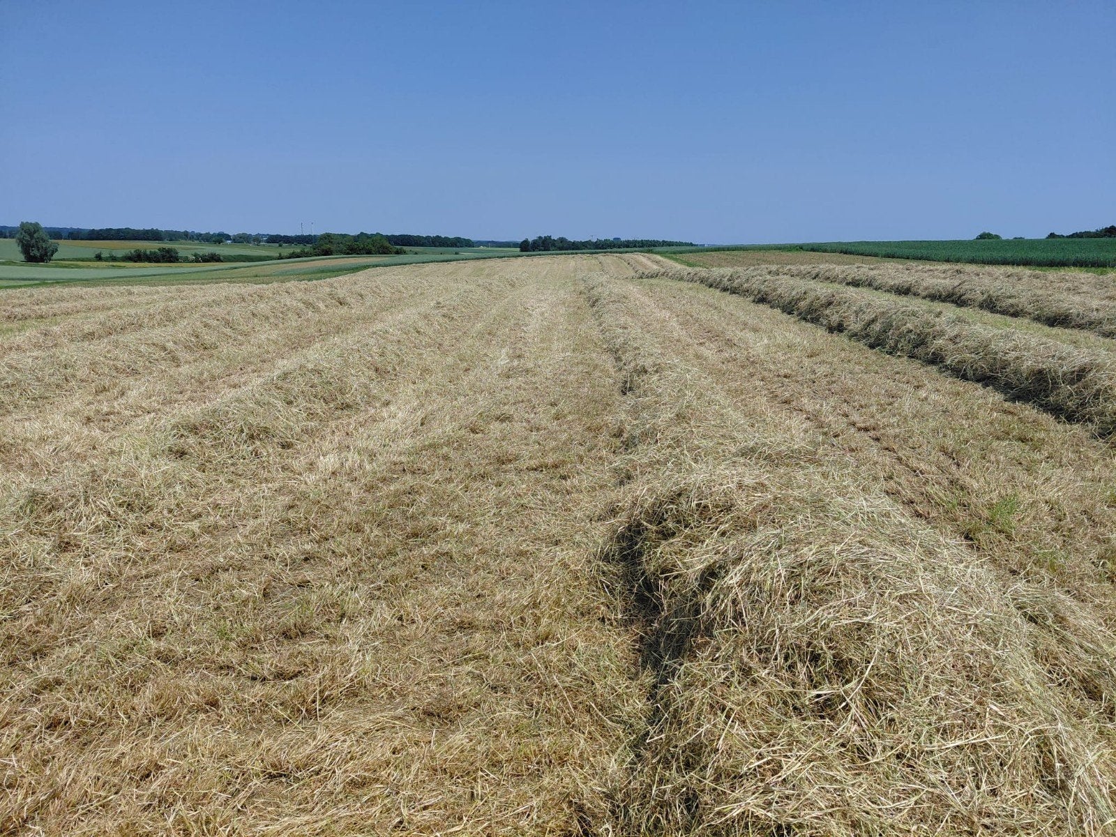 Super droog hooi geen regen gehad, Articles professionnels, Agriculture | Aliments pour bétail, Enlèvement