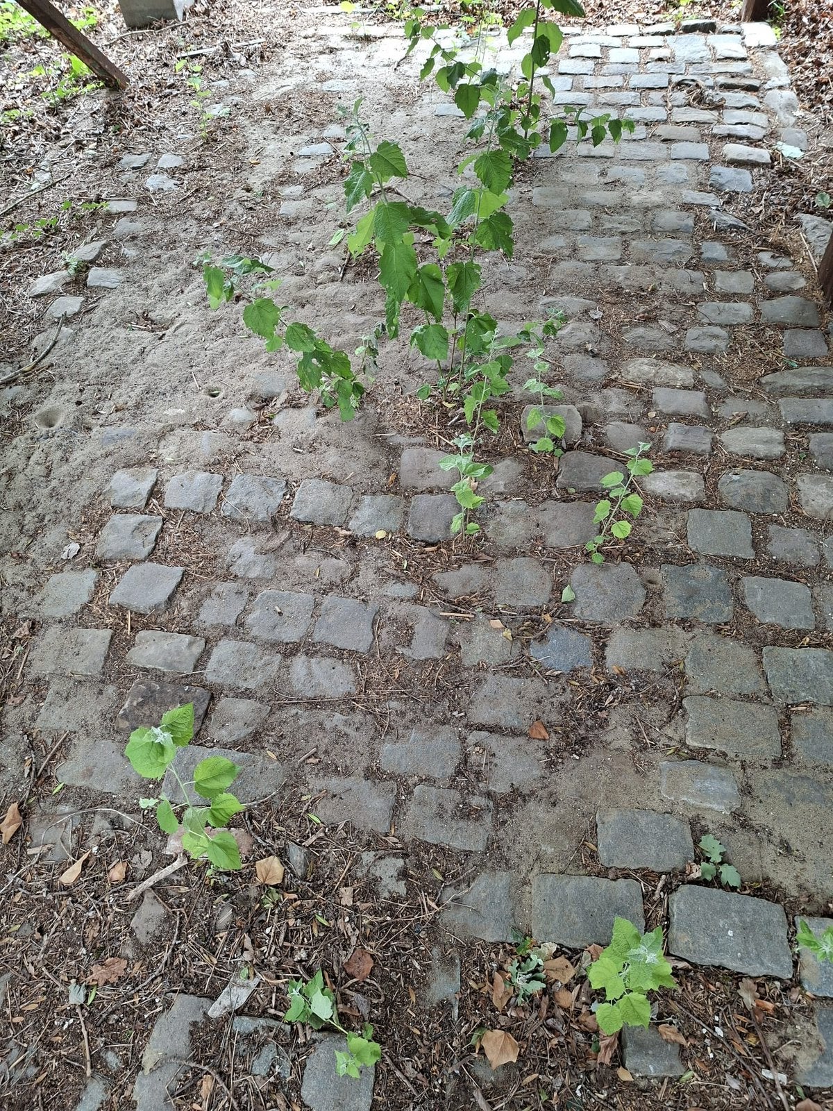 Kasseien op te halen gratis, Tuin en Terras, Ophalen, Kei