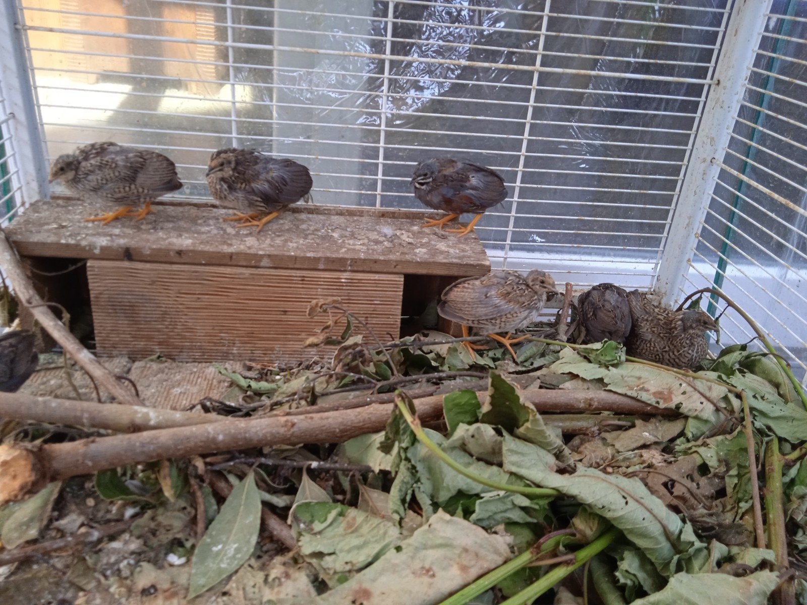 Chinese dwergkwartel koppels, Plusieurs animaux