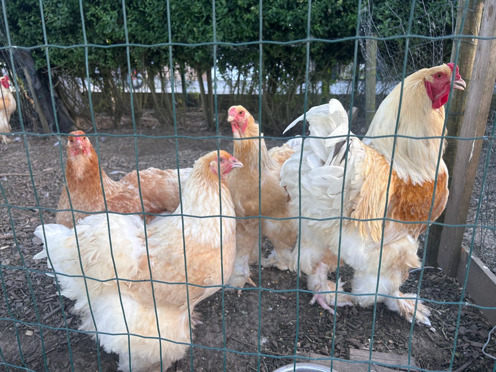 Œufs à éclore de Brahma de différentes couleurs, Plusieurs animaux, Poule ou poulet