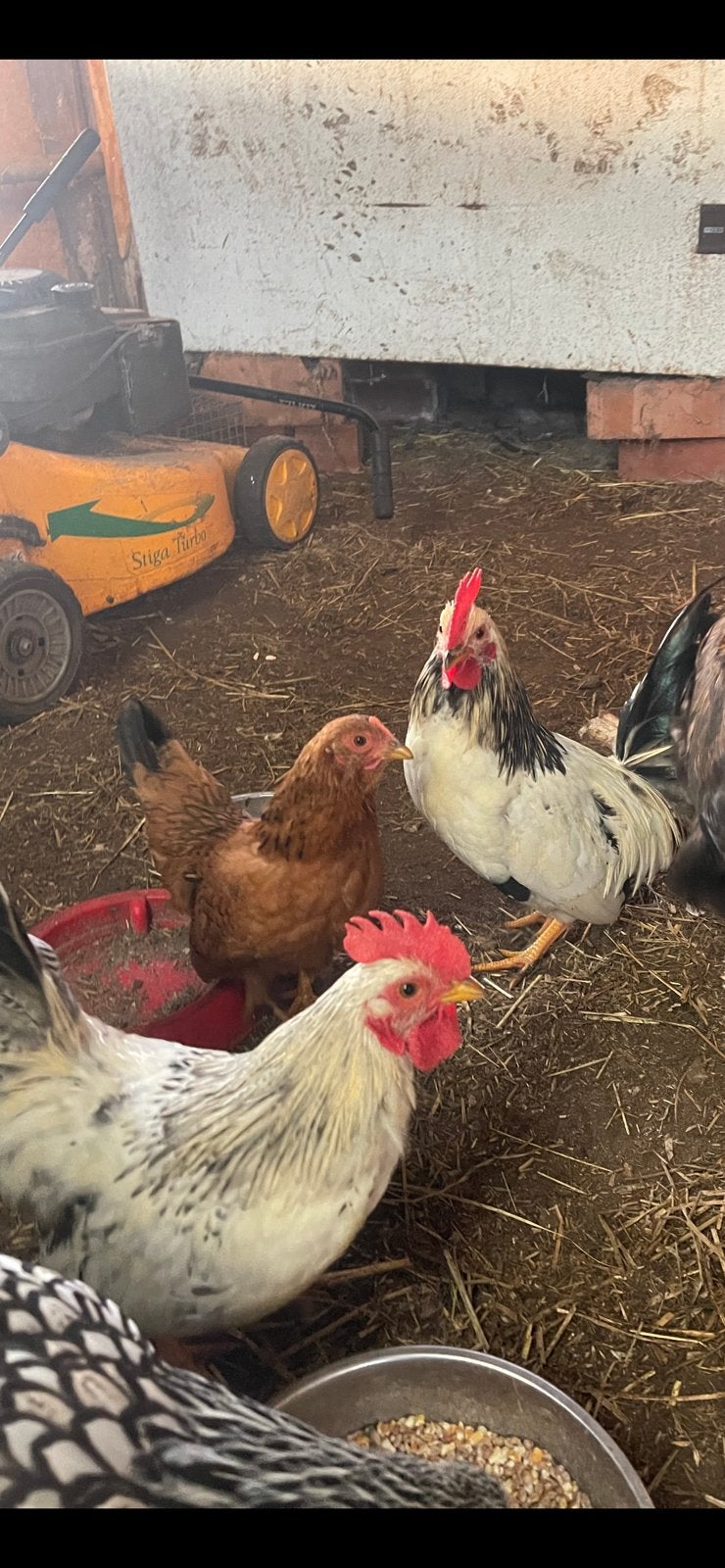 2 tamme kriel haantjes  zoeken een goede thuis, Dieren en Toebehoren, Pluimvee