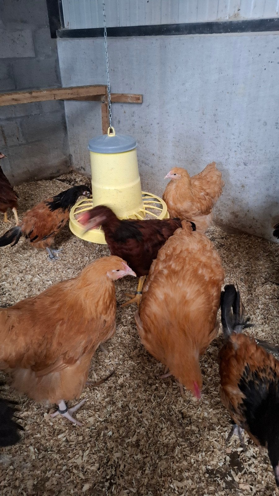 orpington buff groothoenders, Dieren en Toebehoren, Kip