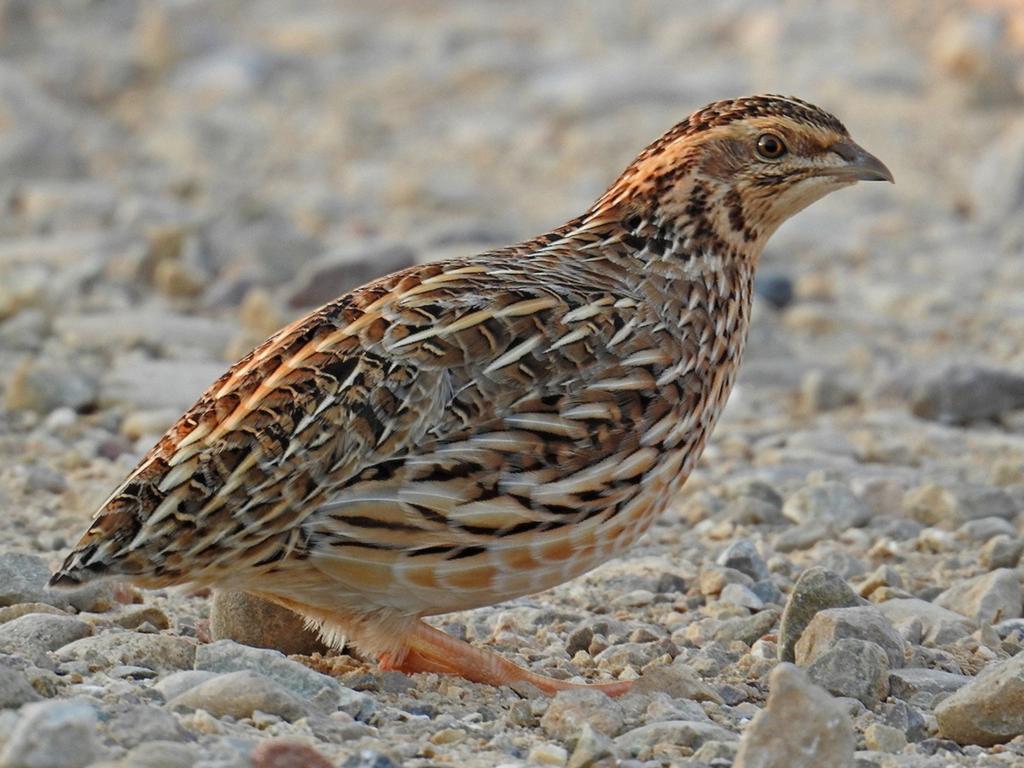 Kwartels, Dieren en Toebehoren, Pluimvee