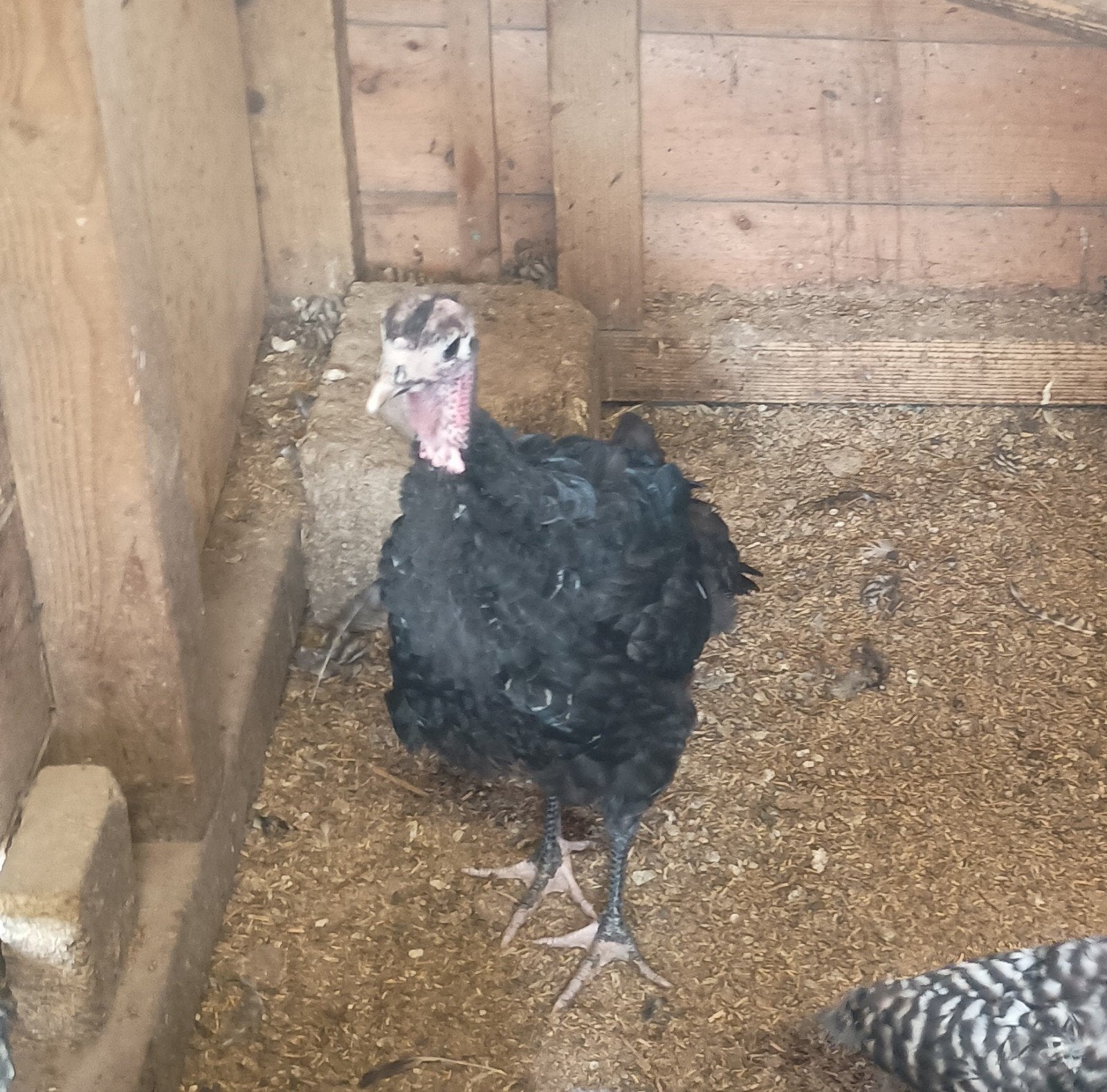 Koppel kalkoenen, Plusieurs animaux, Dinde