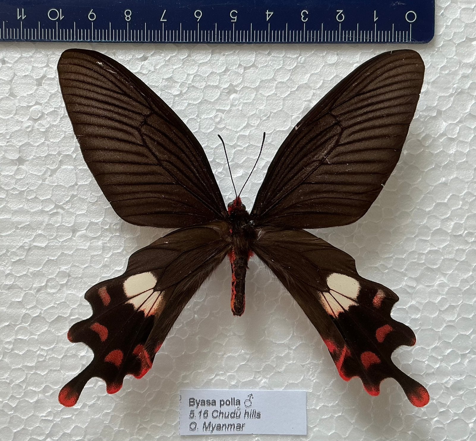 BYASA POLLA ( MYANMAR), Collections, Collections Animaux, Comme neuf, Enlèvement