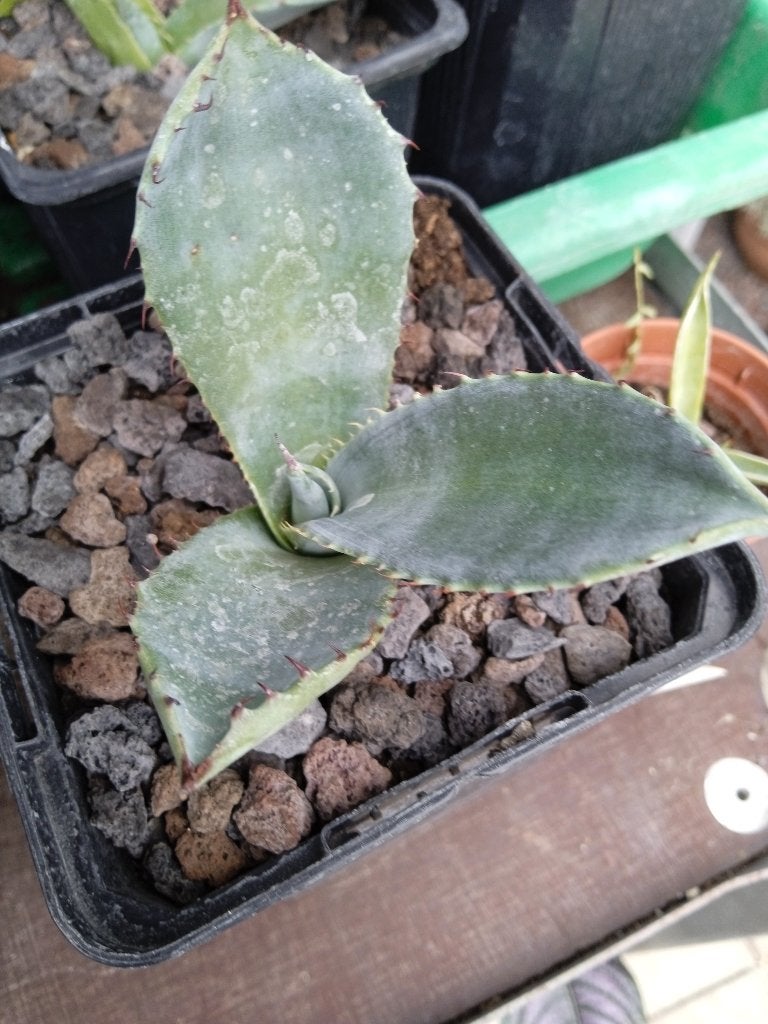 agave ferox, Ophalen