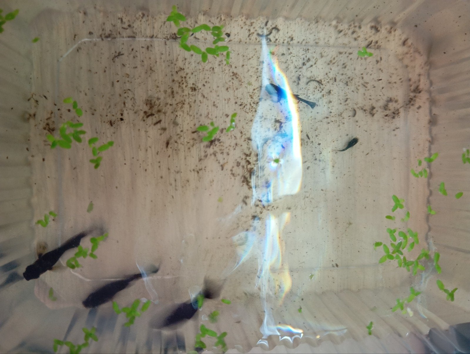 5 guppies, Animaux & Accessoires, Oiseaux | Oiseaux Autre