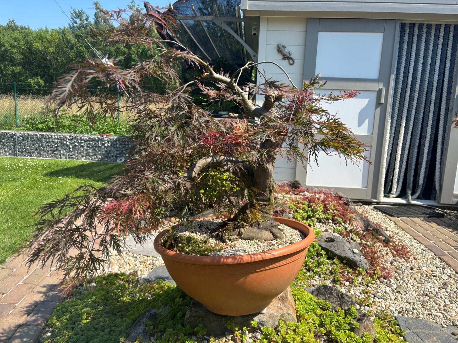 arbre de jardin