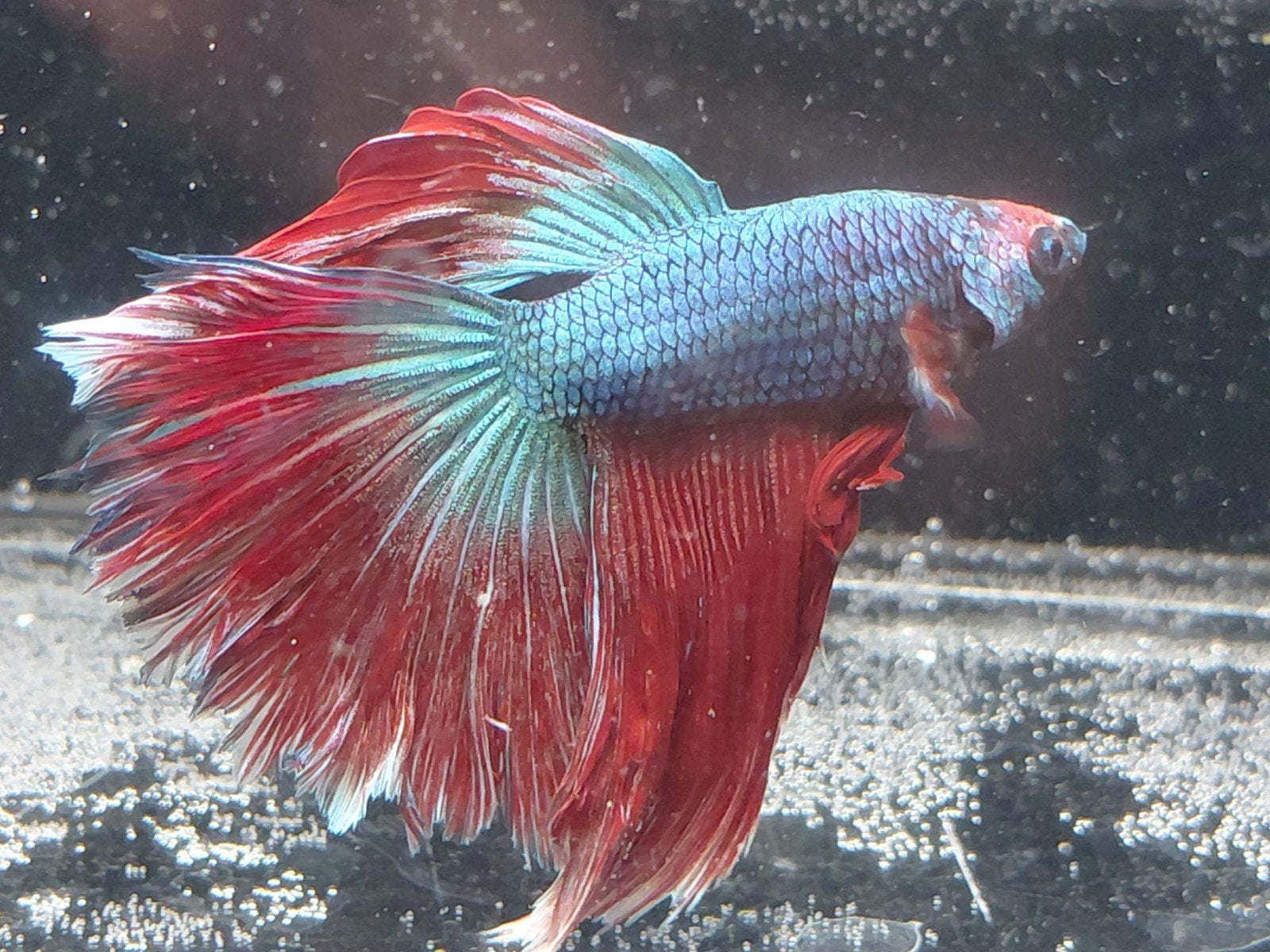 Betta man halfmoon, Animaux & Accessoires, Poissons | Poissons d'aquarium, Poisson