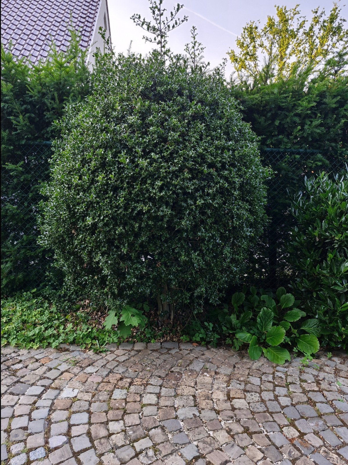 Un gros vieux houx, Enlèvement, Houx