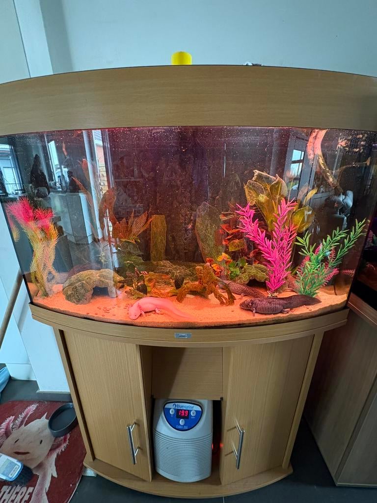 Aquarium Juwel 160L, Ophalen, Zo goed als nieuw