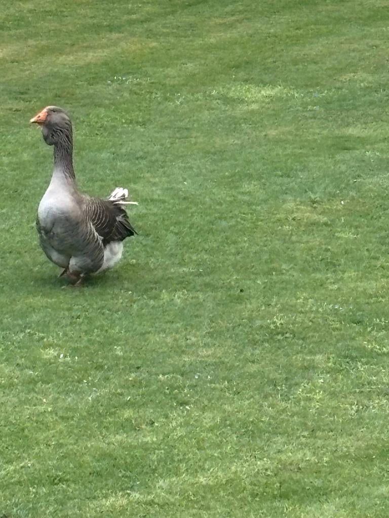 Toulouse gans (mannetje), Animaux & Accessoires, Volatiles, Oie ou Cygne