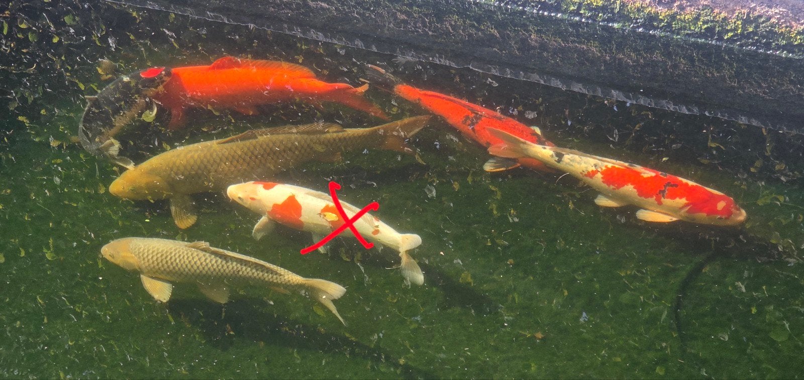Koi 6 stuks, Dieren en Toebehoren, Karper of Koi