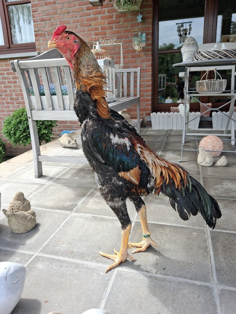 Mooie shamo haan 2025, Dieren en Toebehoren, Pluimvee