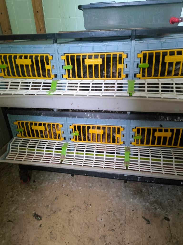 Texas en jumbo kwartels, Dieren en Toebehoren, Pluimvee