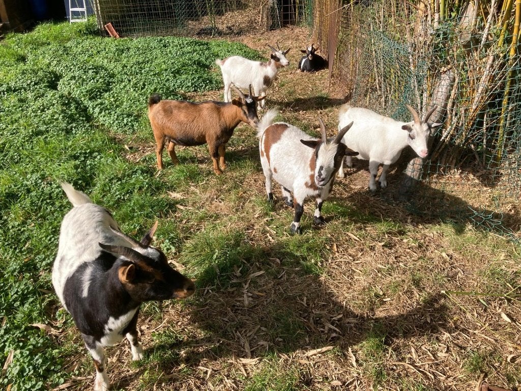 dwerggeitjes ,2 jaar oud, 70 euro per stuk, Vrouwelijk, Geit, 0 tot 2 jaar