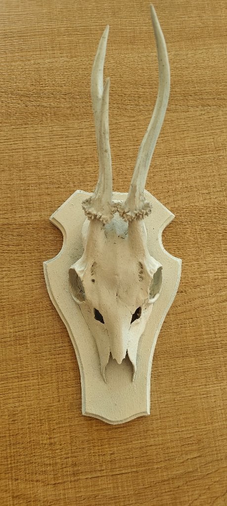 Gewei, Verzamelen, Dierenverzamelingen, Ophalen of Verzenden