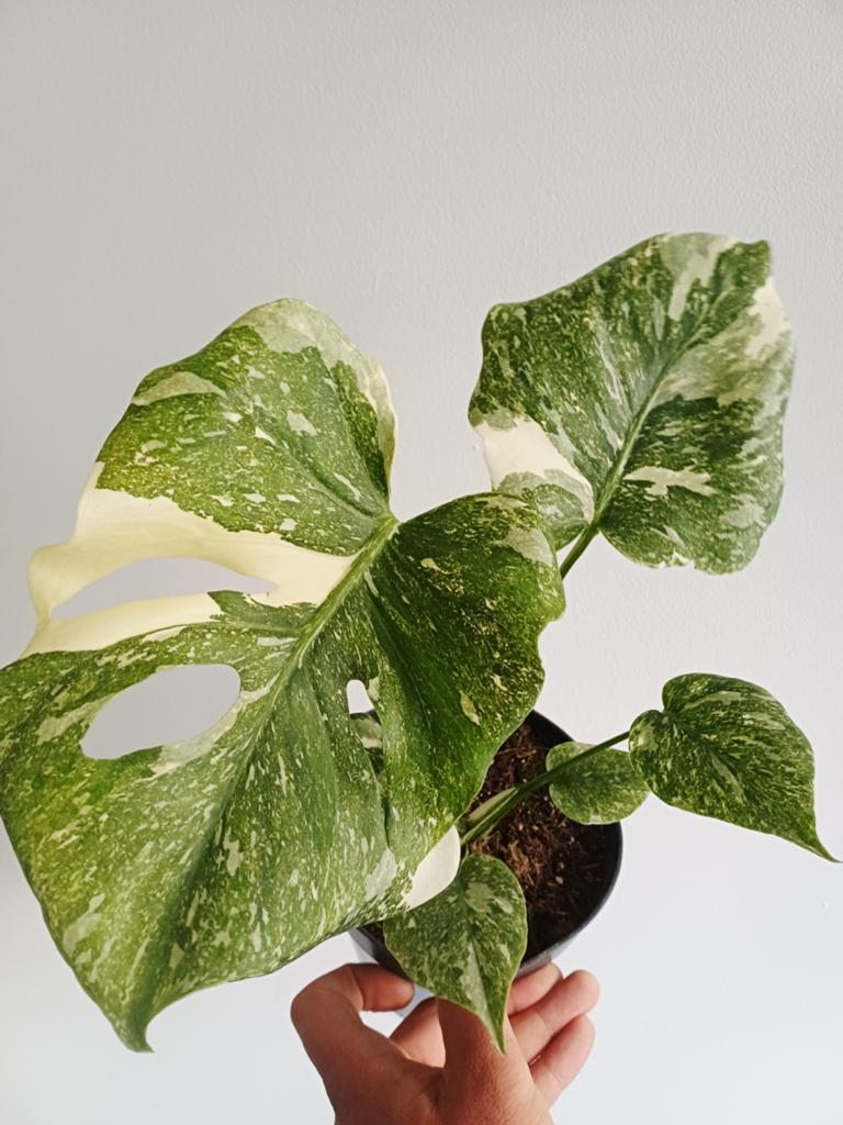 Monstera Platinum, Autres espèces, En pot, Enlèvement ou Envoi, Moins de 100 cm