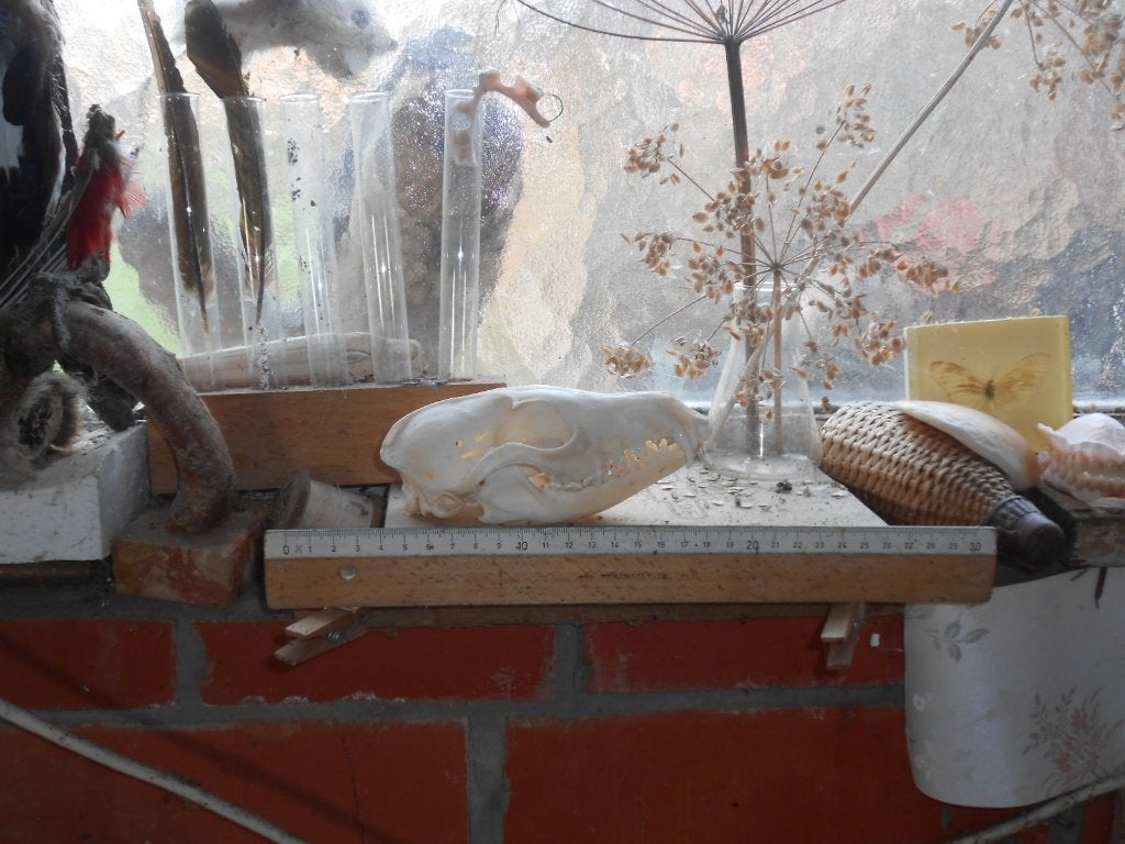 vossenschedel (geschoten), Collections, Enlèvement ou Envoi, Comme neuf, Animal sauvage, Crâne