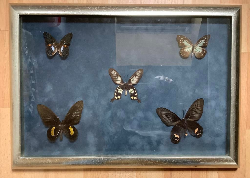 Kader met 5 mooie vlinders 37x53, Ophalen