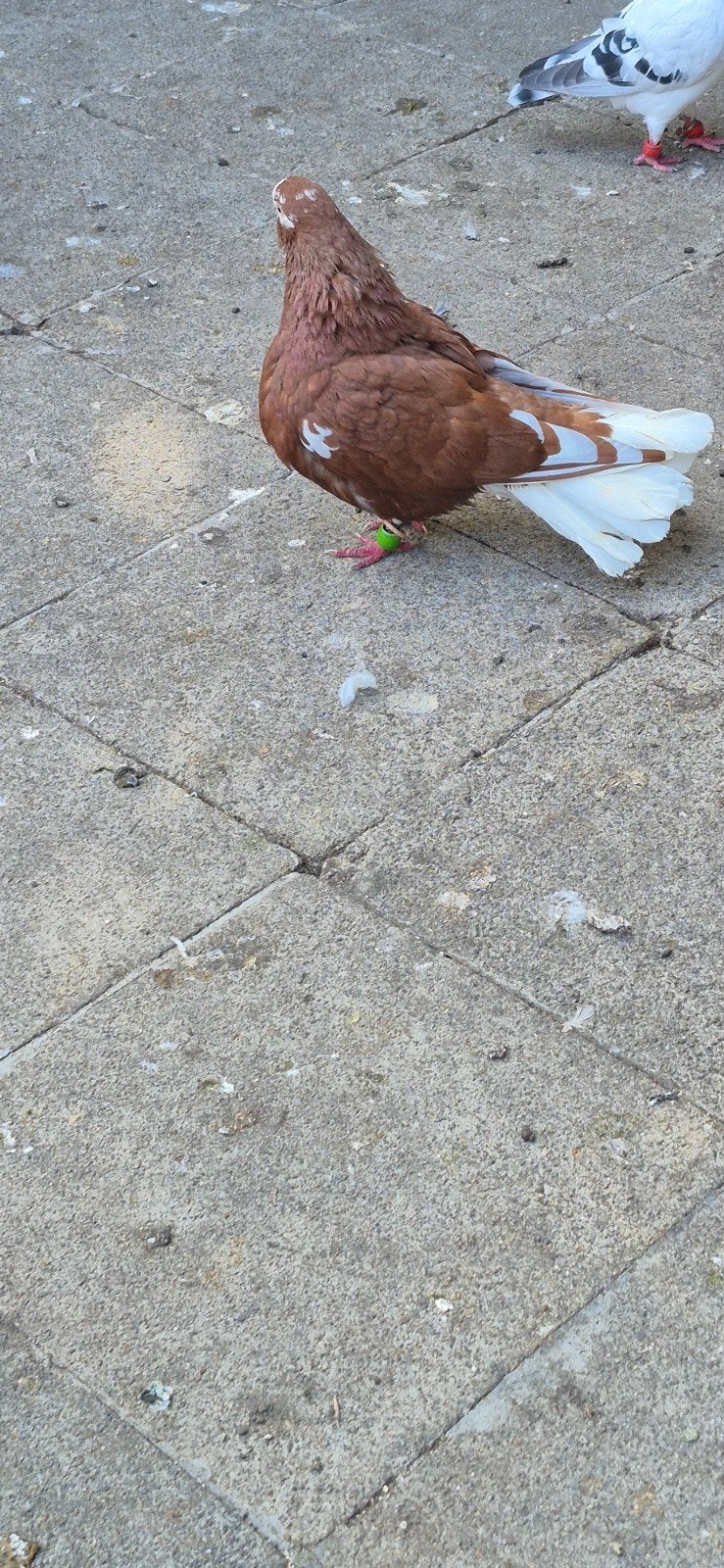 duiven te koop, Dieren en Toebehoren