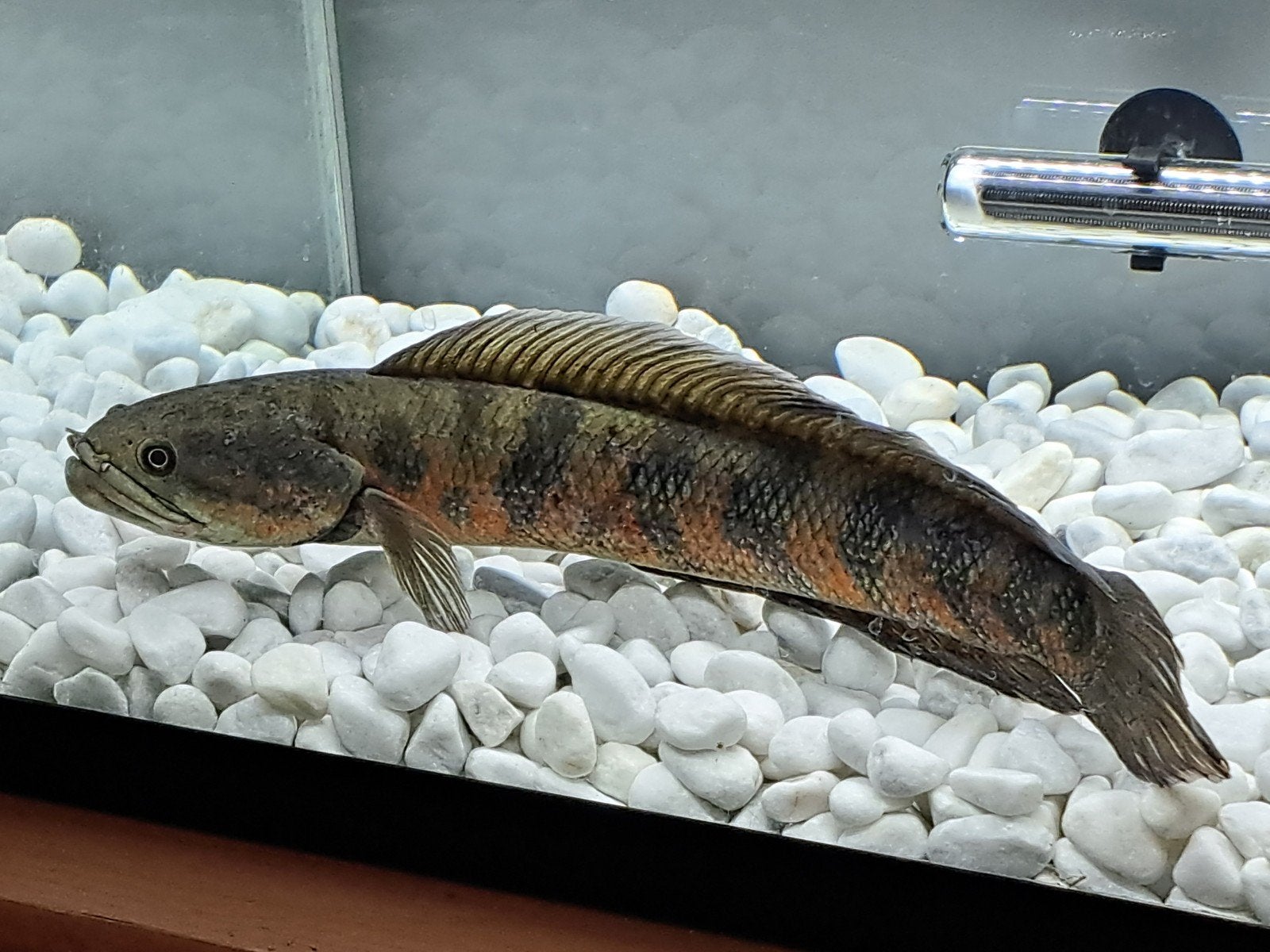 red asiatica 30cm, Ophalen