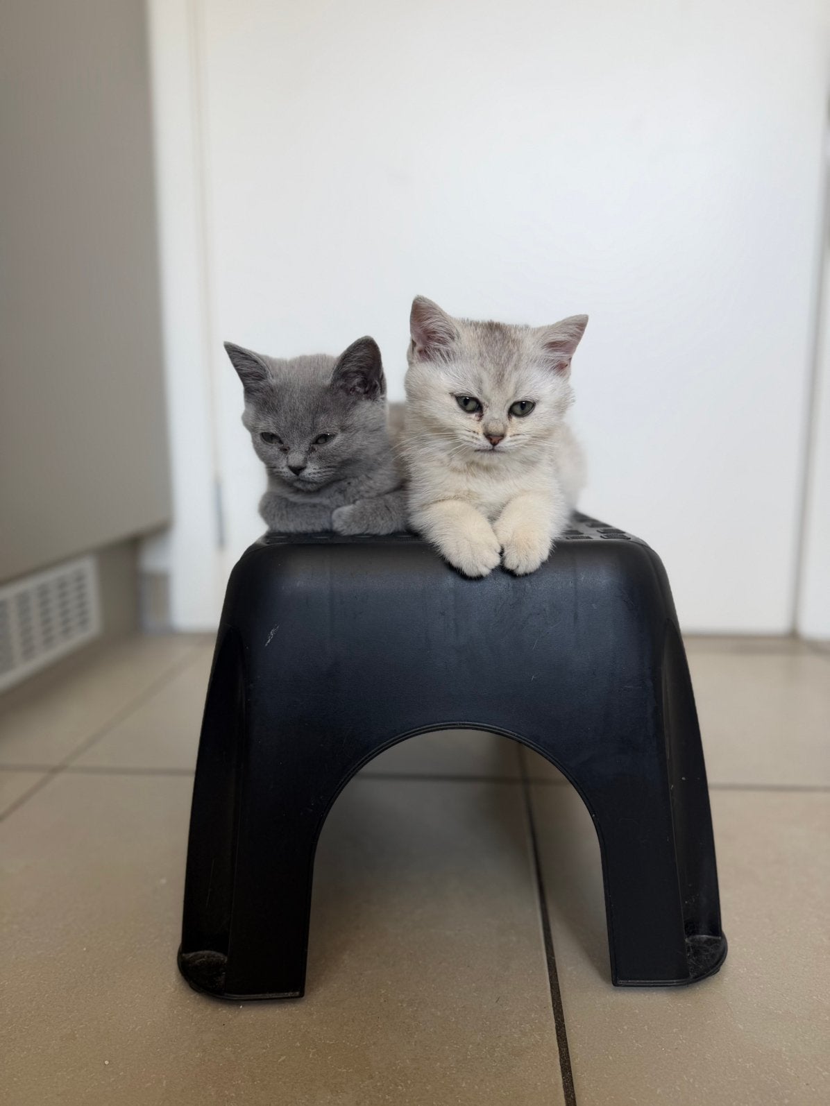 Britse korthaar kittens, Dieren en Toebehoren, Katten en Kittens | Raskatten | Korthaar, Poes, Gechipt, 0 tot 2 jaar