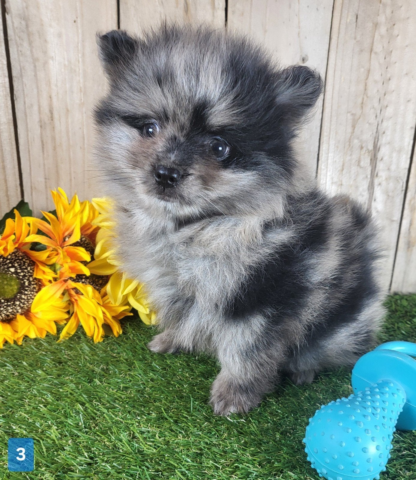 Pomeriaan pup / dwergkees pup / pomeranian pup / pom pup, Loulou, Maladie de Carré (chiens), Plusieurs, Belgique
