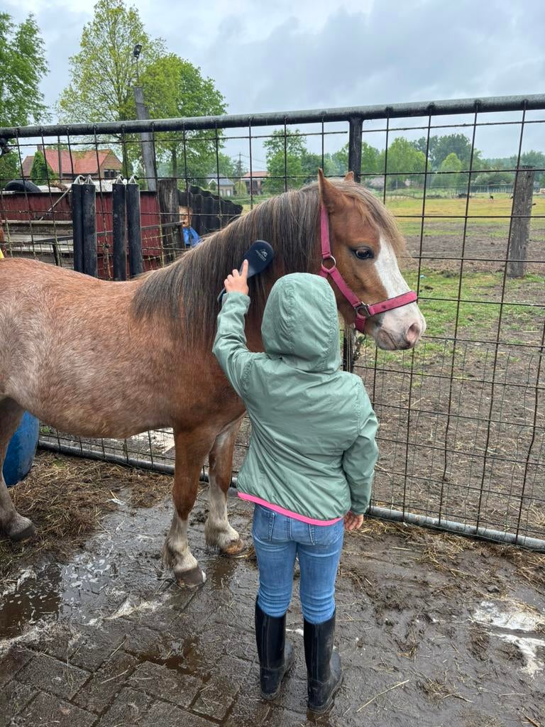 3-jarige A-pony ruin te koop | Lief karakter | Projectpony, Animaux & Accessoires, Poneys, Hongre, Non dressé, Poney A (jusqu'à 1.17 m)