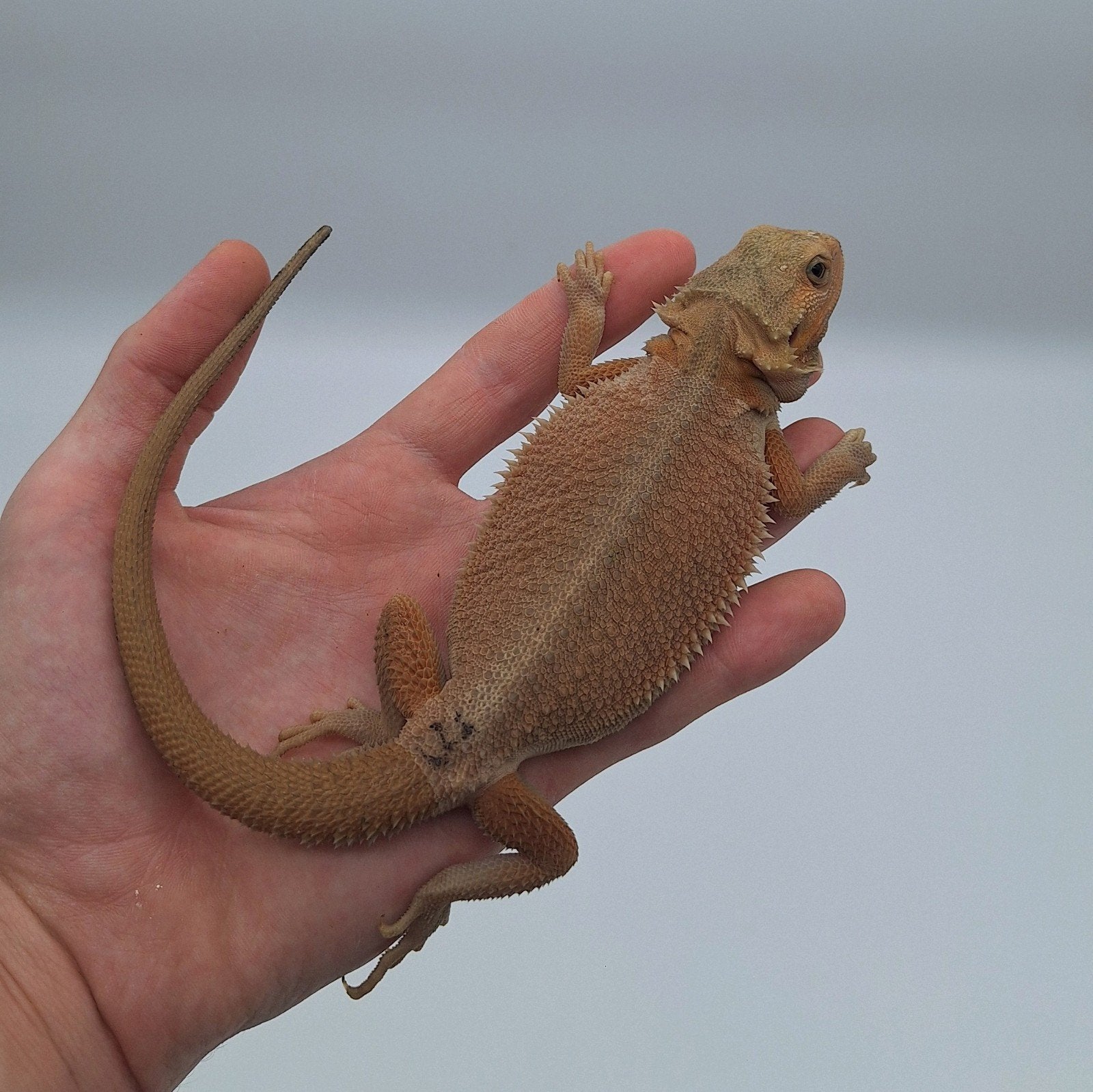 Dragon barbu translucide hypo witblits mâle 2026, Lézard