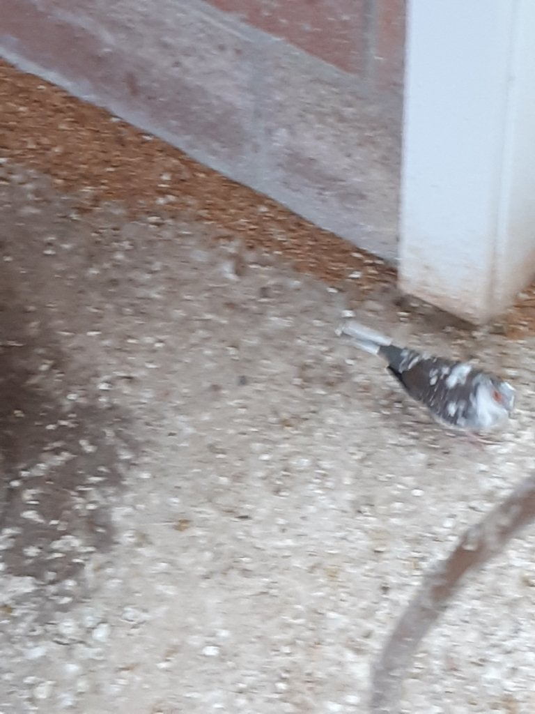 Diamantduif, Mannelijk, Overige soorten