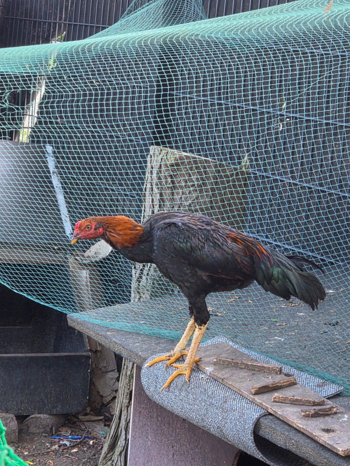 3x shamo hanen van mei 2026, Animaux & Accessoires, Mâle, Poule ou poulet